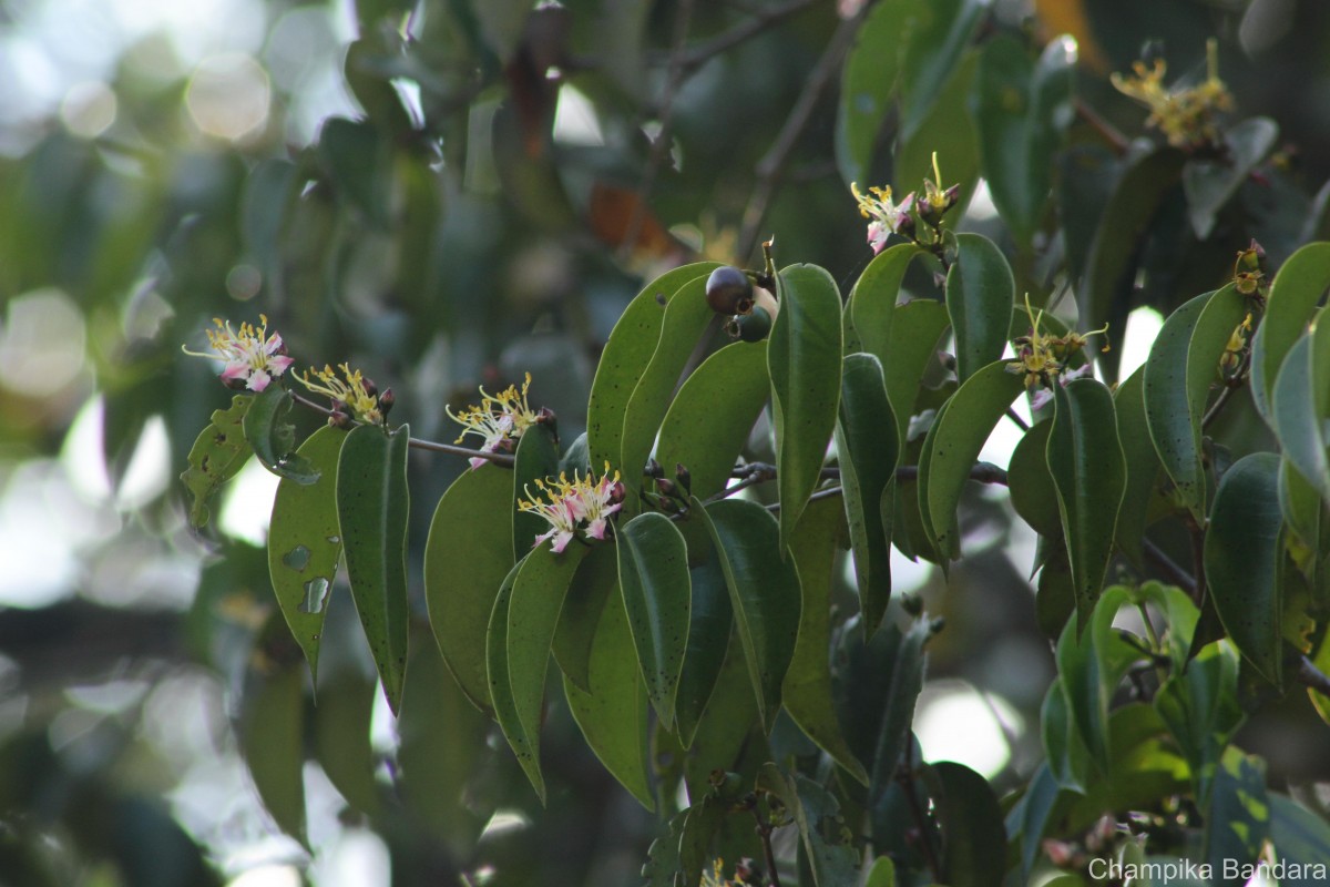 Mouriri guianensis Aubl.